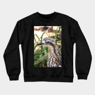 Close up of bush stone curlew bird. Crewneck Sweatshirt